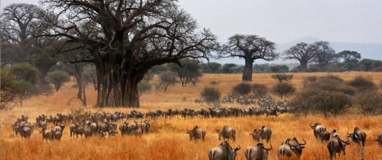 Tarangire Ulusal Parkı