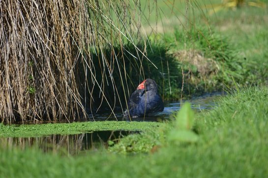 Punanga Manu o Te Anau