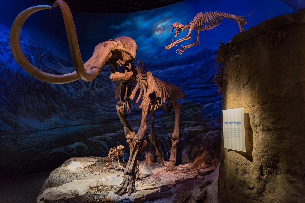 Royal Tyrrell Paleontoloji Müzesi